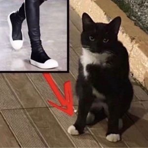 Meet your Posher, Big